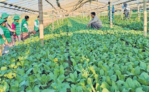 仰光省今年雨季规划种植雨蔬菜5万英亩