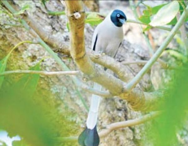 在亚洲地区发现只在缅甸鸡冠山水坝地区生活栖息的9种本土鸟