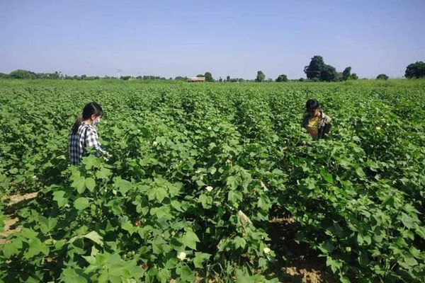 马圭省本漂县区今年雨季种植了长纤维棉花3千多英亩