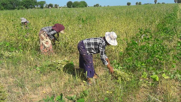 马圭省本漂县区今年雨季完成了雨作物1.2万多英亩的采收工作