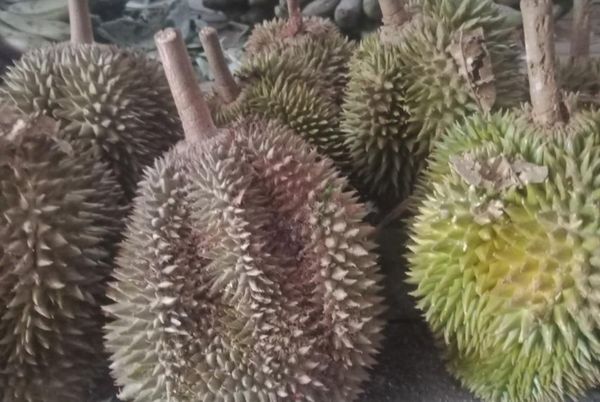 勃固省彪县区市场上榴莲价钱比初上市之时获得更好的价钱