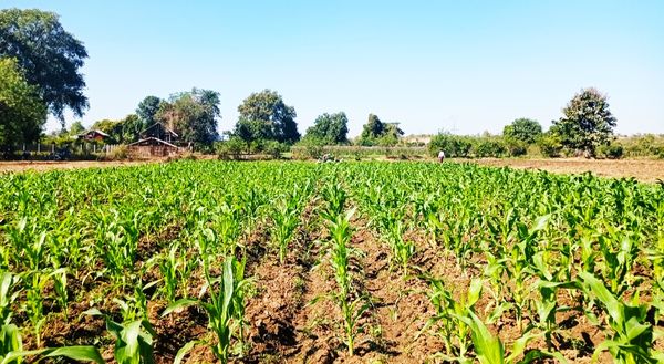 实皆省钦乌县区今年雨季种植了玉米小米作物5千多英亩