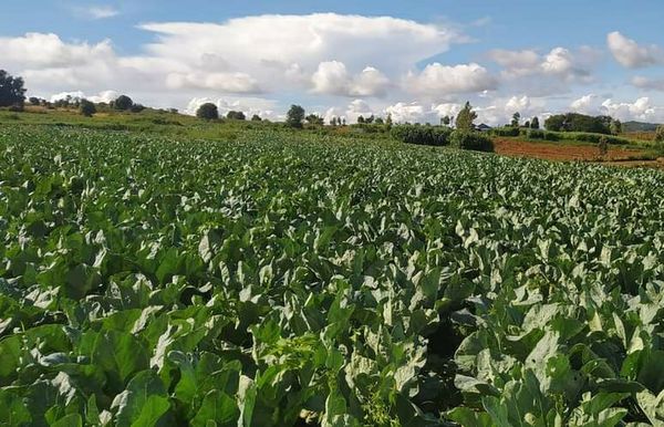 实皆省委勒县区今年雨季期间完成4千多英亩雨蔬菜种植工作