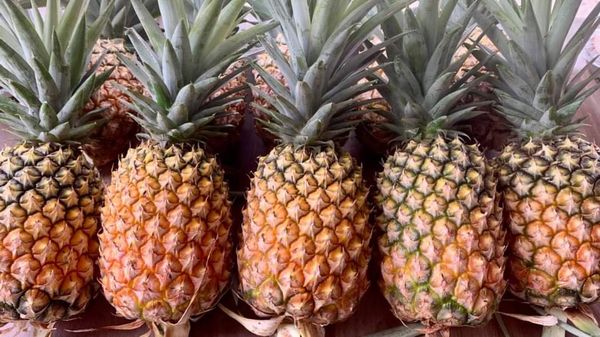 伊洛瓦底省耶基县区出产的凤梨水果在本地市场畅销