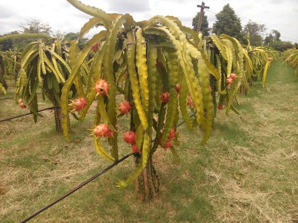掸邦南部彬得亚县区经济化种植的火龙果树正茁壮成长
