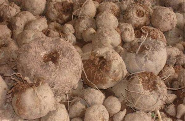 种植魔芋好处多多(三)