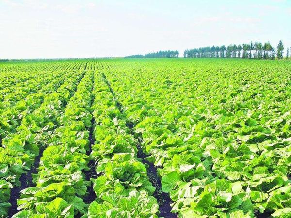 实皆省蒙育瓦县区今年雨季完成雨蔬菜近7千英亩的种植工作