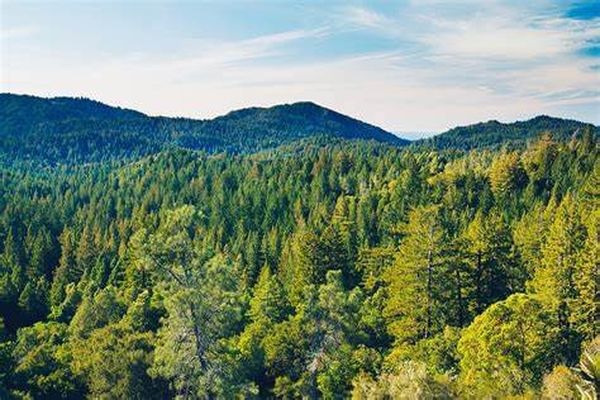 宝贵的森林资源