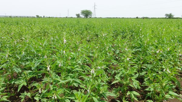 实皆省那加民族自治区区今年雨季种植了雨芝麻500多英亩