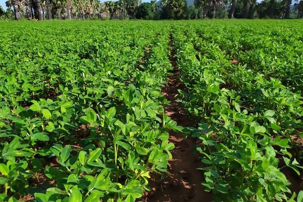 实皆省茵马宾专区今年雨季完成了雨花生2.9万多英亩的种植工作