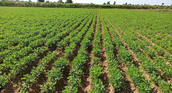 实皆省敏牧县区今年雨季完成了雨蔬菜3千多英亩的种植工作