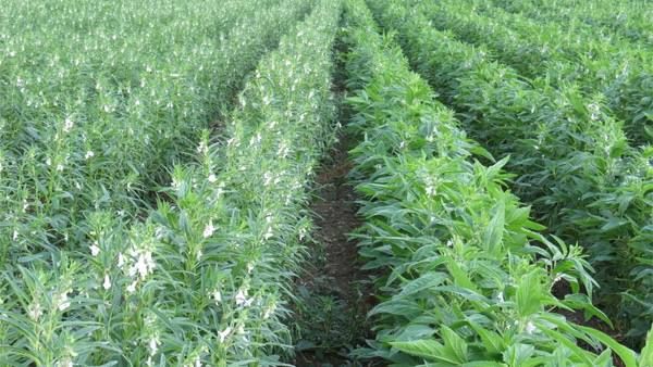 实皆省杰沙专区今年雨季完成了雨芝麻1千多英亩的种植工作