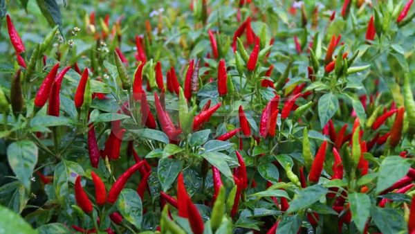 实皆省茵马宾专区今年雨季种植了辣椒作物600多英亩