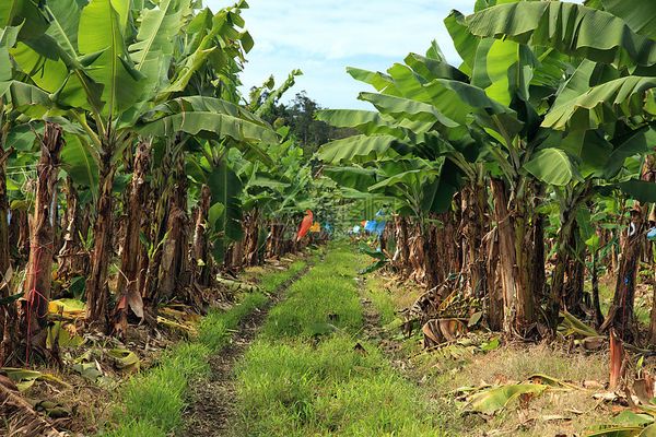 实皆省实皆专区今年雨季种植了香蕉488英亩
