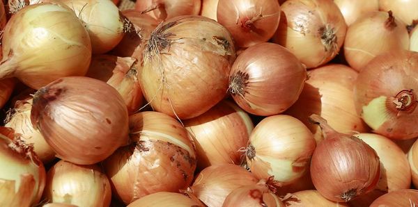 实皆省格礼专区近年冬季将种植洋葱3千多英亩