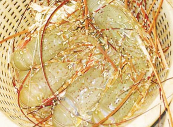 若开邦洞鸽县区出产的龙虾只在仰光大都市大酒家旅馆畅销