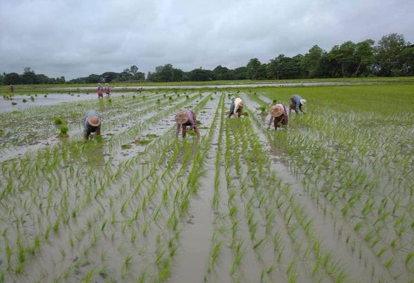 伊洛瓦底省瓦溪码县区今年雨季已种植了18万多英亩雨季稻