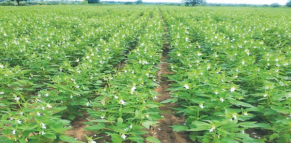 实皆省茵马宾专区今年雨季种植了雨芝麻9千多英亩