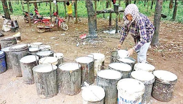 柬埔寨国家今年头8个月由橡胶出口获得3亿多美元的收入