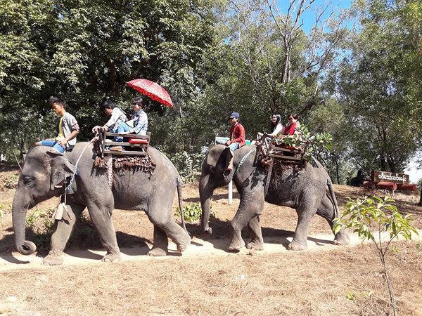 勃固省温咯鄱大象营地雨季期间游客仍然络绎不绝
