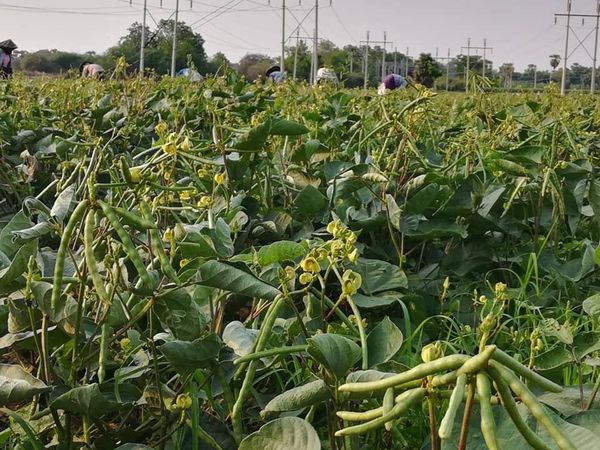 实皆省明景县区今年雨季完成雨绿豆4千多英亩的种植工作