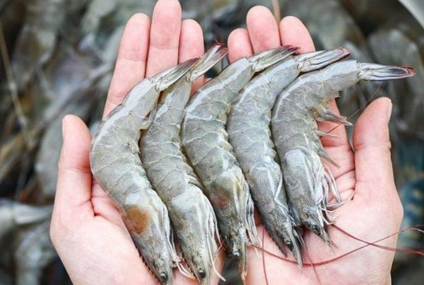 现财政年度5个月内缅甸向国外出口各种虾类2,600多公吨