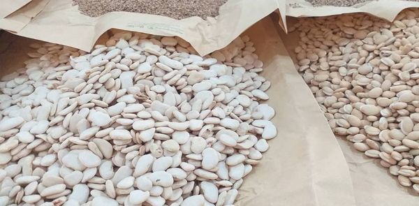 实皆省农民们今年雨季已完成1千多英亩黄油豆的种植工作