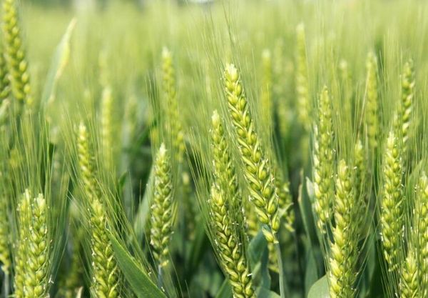 实皆省格礼县区今年冬季规划种植2,800英亩小麦作物