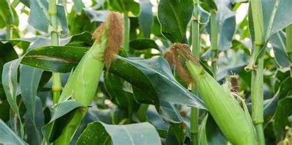 实皆省明景县区今年雨季种植了玉米玉蜀黍3千多英亩