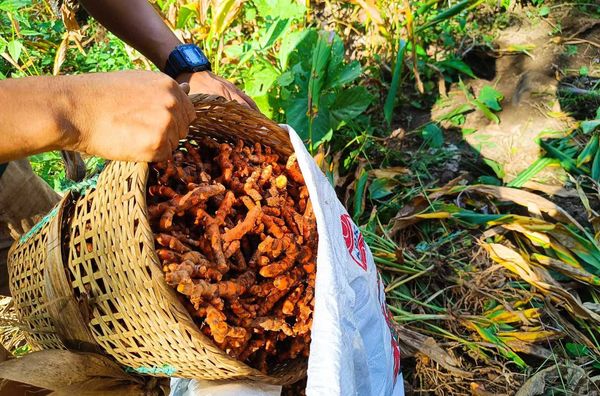 伊洛瓦底省宫漂专区今年雨季完成姜黄作物3千多英亩的种植工作