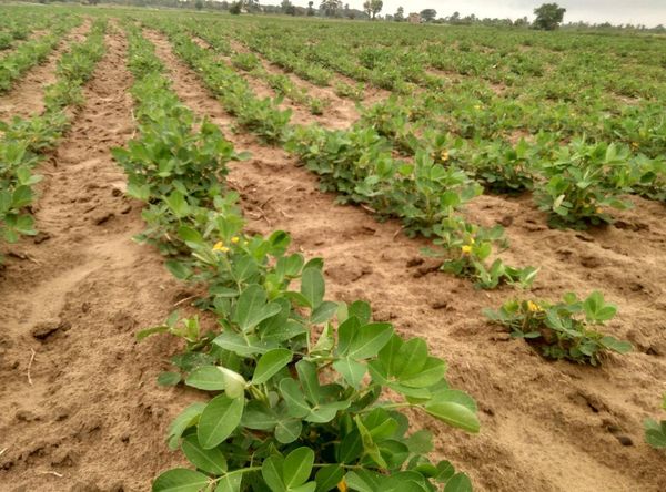 实皆省淡色县区今年雨季期间已完成3.5万多英亩雨花生种植工作