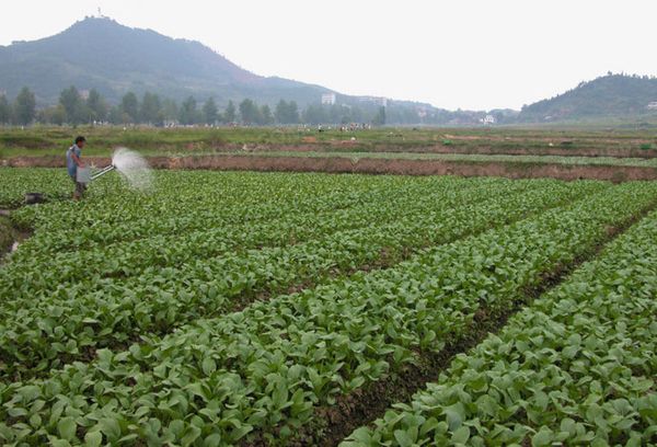 实皆省茵马宾专区今年雨季完成了雨蔬菜1.1万多英亩的种植工作