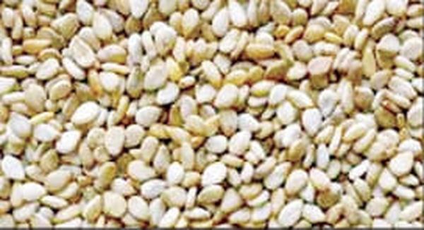 马圭省上敏纳县区今年雨芝麻上市获得好价钱农民们收益良多