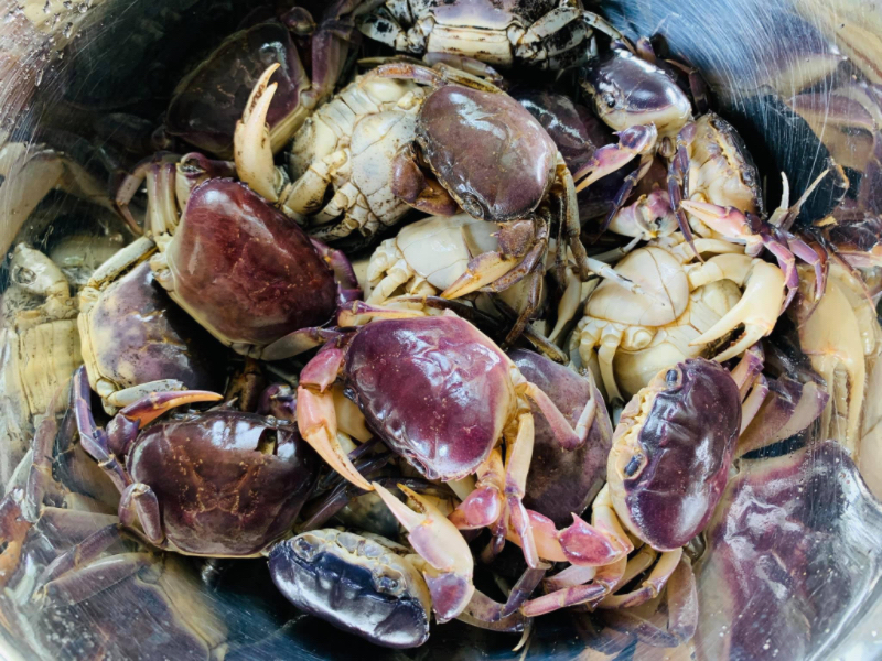 伊洛瓦底省毛淡棉遵县区8月份期间向仰光市出售了田蟹6万缅斤