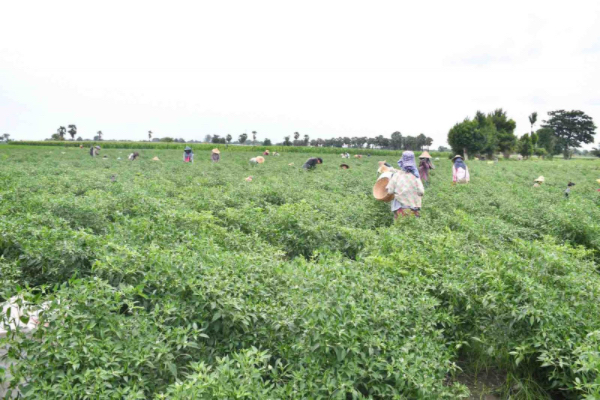 伊洛瓦底省宫漂专区今年雨季完成了辣椒作物570英亩种植工作