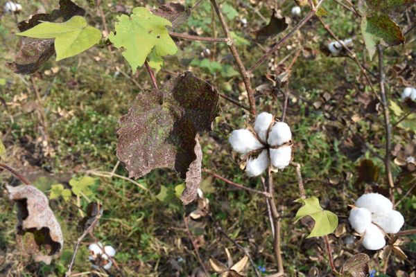 实皆省苗县区今年雨季已种植了棉花作物780英亩