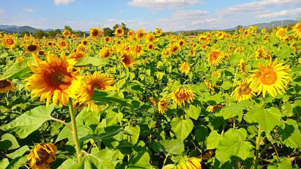 实皆省实皆县区今年雨季完成了雨向日葵1.2万多英亩的种植工作