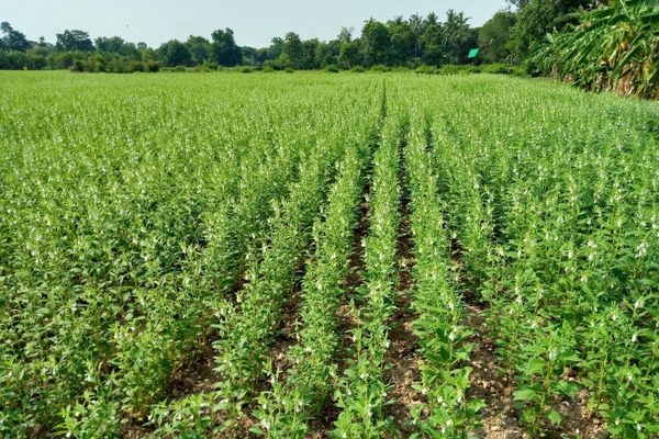 曼德勒省良吴县区当地农民们已开始展开复种间种作物的种植工作