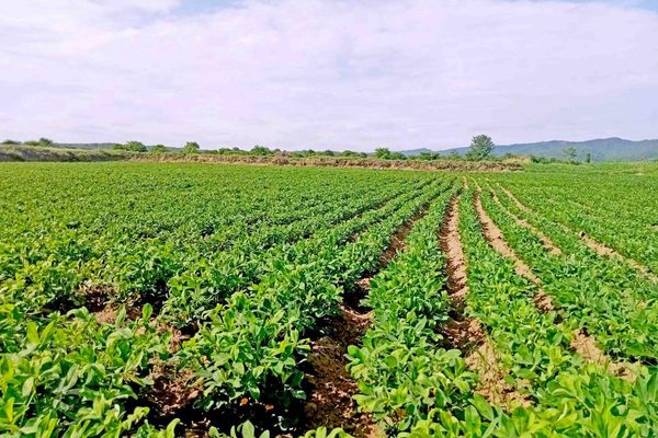 实皆省霍马林专区今年冬季将种植2千多英亩冬花生