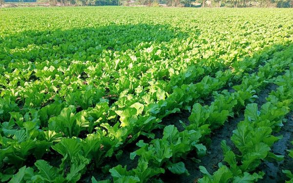 实皆省果林专区今年雨季已种植了各种雨蔬菜6千多英亩