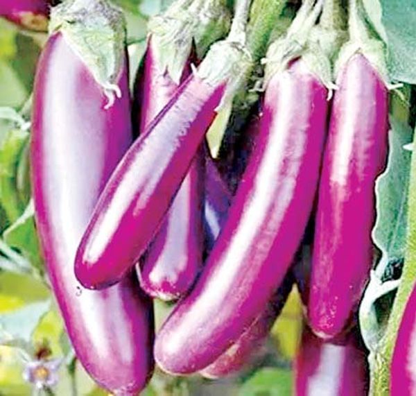 曼德勒省皎栖县区乡村地区当地农夫们种植茄子获得收益