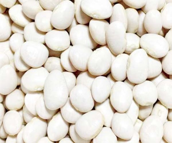 马圭省马圭县区乡村地区种植黄油豆获得一定收益