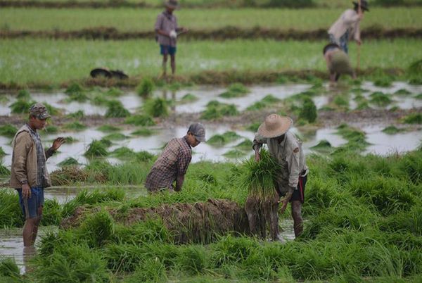 马圭省敏巫(斯固)县区在来年将规划种植1,700多英亩的夏季稻