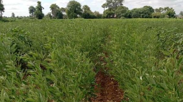 马圭省本漂县区今年雨季种植的5千多英亩木豆作物正在茁壮成长     
