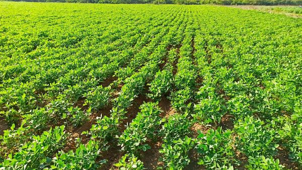 曼德勒省密铁拉县区今年雨季完成雨花生4千多英亩的种植工作