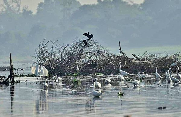 勃固省莫允基湖野生动物保护林区已有候鸟进入