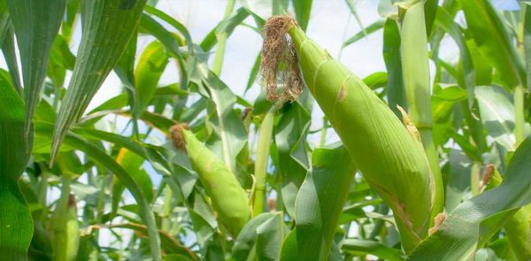 马圭省本漂县区今年雨季种植的玉蜀黍已有1千多英亩完成采收