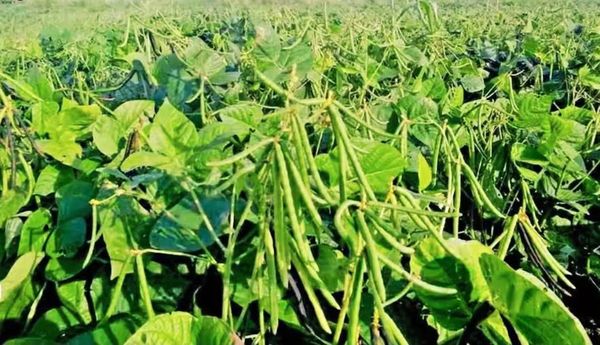 马圭省本漂县区今年冬季将规划种植冬绿豆3千多英亩