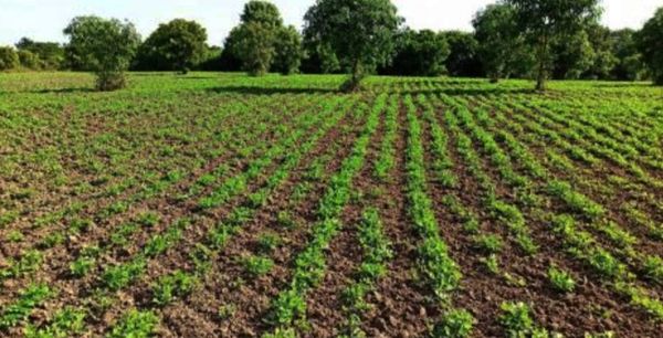 实皆省达木专区今年冬天将规划种植2千多英亩冬花生