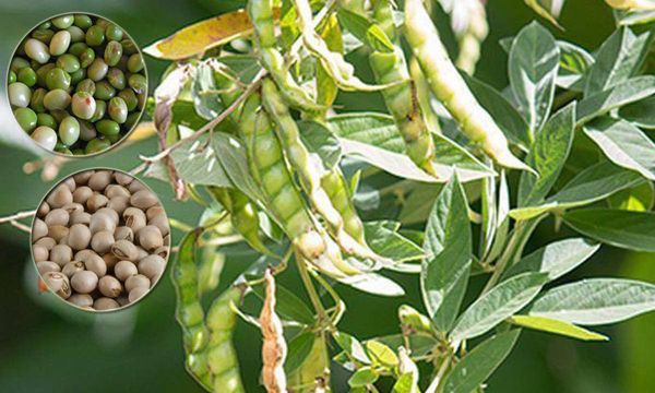 伊洛瓦底省宫漂县区在9月份内向仰光市输送出木豆6.5万包